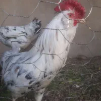 خروس گلین چهلتاج اصل
