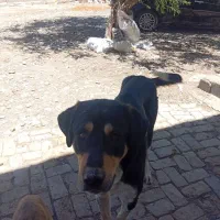 سگ پژدر نگهبان و توله هاش