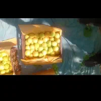 زردالو سبدی محدود