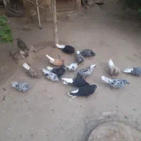 هفترنگ دم سفید