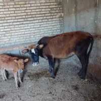 گاو شکم سوم