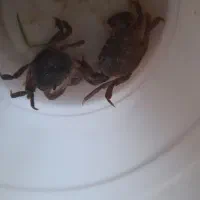 خرچنگ