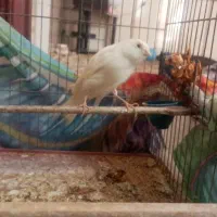 قناری ماده