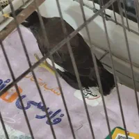 جوجه مرغ مینا