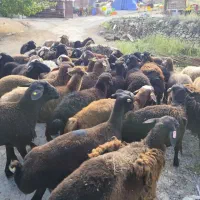 به صورت شبانه روزی پروارگوسفند زنده کوهستانی