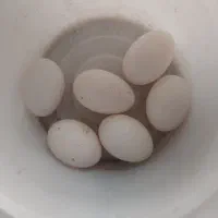 تخم کبوتر تازه