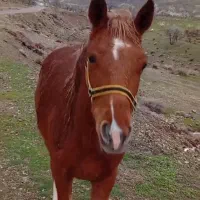 اسب|اسب و تجهیزات اسب‌سواری|اردل, |دیوار