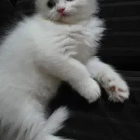 گربه پرشین سفید چشم ابی اصیل