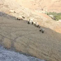 میش نمونه درجه یک بختیاری