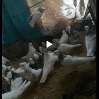 کبوتر طوقی جفتگاه