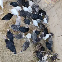 بوقلمون محلی