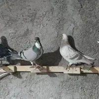 کفتر