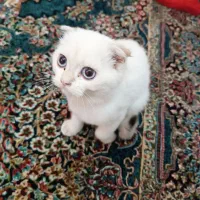 بچه گربه نژاد دار با وسایل ظرف و خاک گربه و غذا