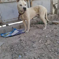 سگ دوگو داگو
