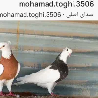 طوقی زرد خالسیاه.زاغ ابادانی.دمسفید.