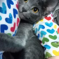 گربه  راشن بلو