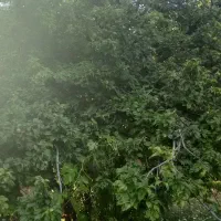 باغ میوه 2385