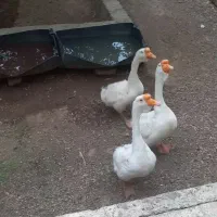 قوغاز اکراینی اصل میبد