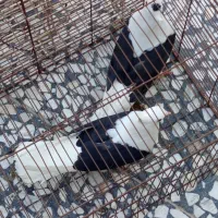 کبوتر|پرنده|اهرم, |دیوار