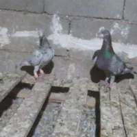 تعدادی نرماده و جوانه