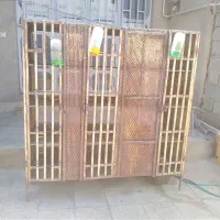 جفتگاه گنجه کبوتر