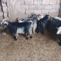 30راس بزداشتی جوان درجه یک جفتی 32میلیون