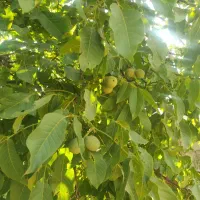 فروش عمده گردو سبز