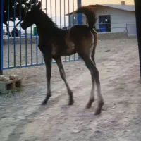 فروش سه راس اسب