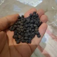 نخود سیاه