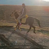 اسب یورغه