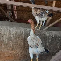 لاری اوشامو