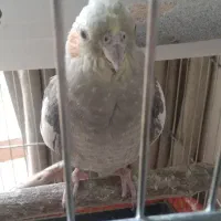 عروس هلندی فول رام و جوجه داده