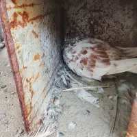کبوتر
