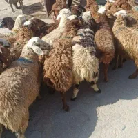 گوسفندباهرخریدیک کله پاچه رایگان
