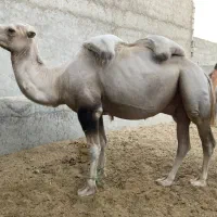 شتر|حیوانات مزرعه|زاهدان, |دیوار