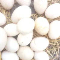 تخم اردک اسراییلی