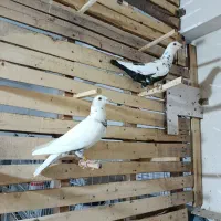 سینه سلیمونی