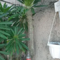 نخل ماداگاسکار و اگاوه