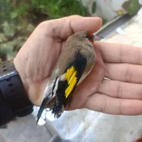سهره خاکی