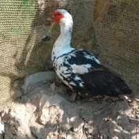 اردک اسرائیلی