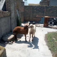 بره و گوسفند قربانی قیمت مناسب