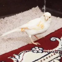 قناری ماده