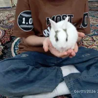 خرگوش