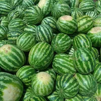 هندوانه درجه 1فقط 14تومن