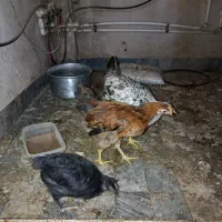 دو عدد مرغ و یک خروس