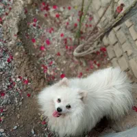سگ پامر