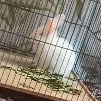 بچه خرگوش نابینا