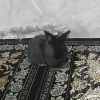 خرگوش