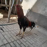 خروس لاری اورشاما
