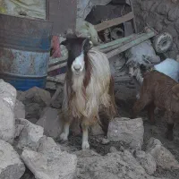 بز داشتی